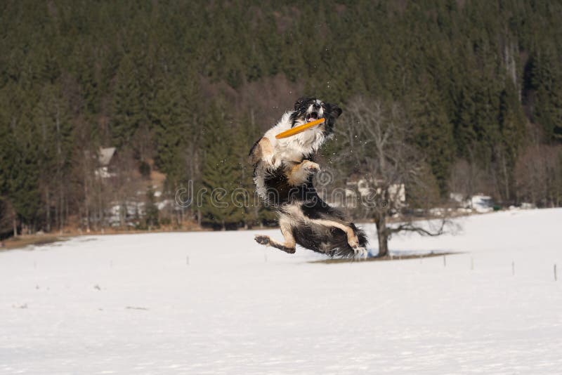 Border collie in acrobatische positie royalty-vrije stock fotografie Border collie in acrobatische positie royalty-vrije stock fotografie