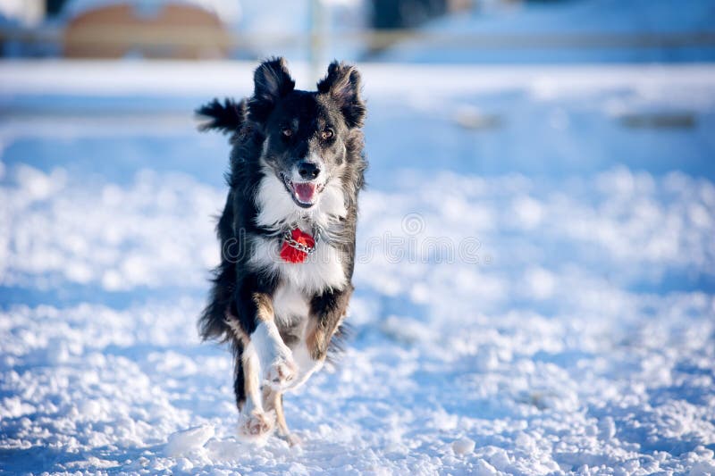 Border collie in action stock photography