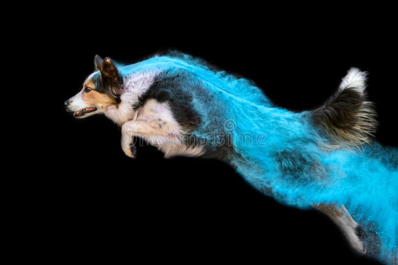 Border Collie Agility Jumping Dog Covered in Blue Powder Stock Photo ...