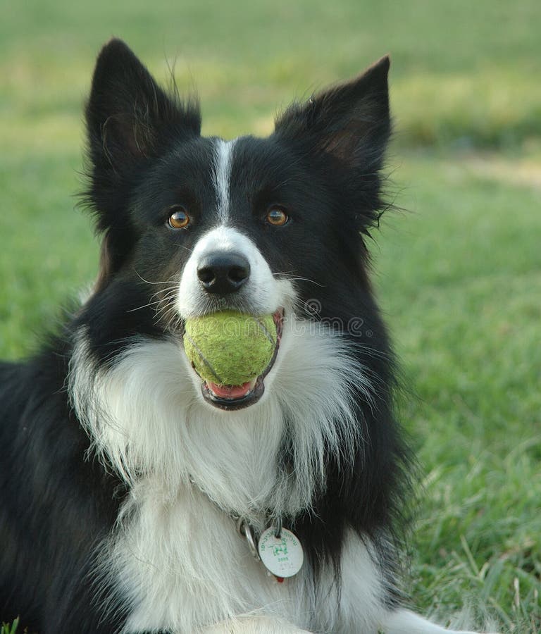 Border collie ball hot sale