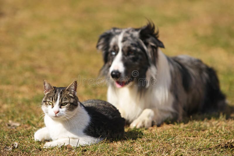 Border Collie fixing his gaze on a cat. Border Collie fixing his gaze on a cat