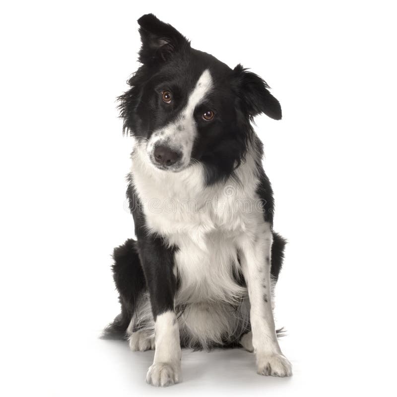 Border Collie Breed stock images