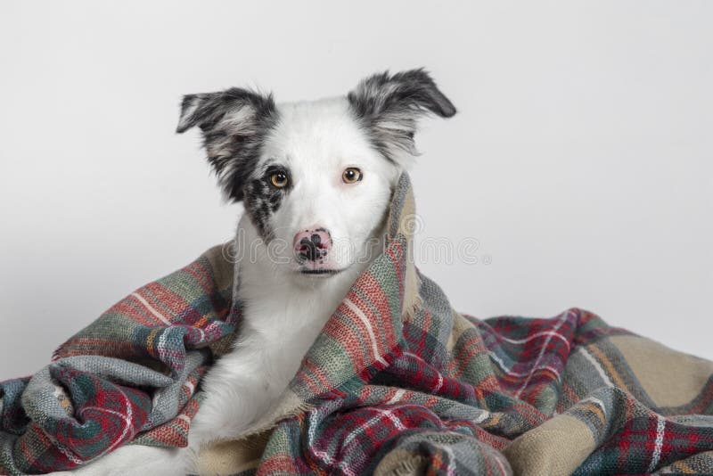 Border collie cachorro yace bajo una cálida manta sobre un fondo blanco.