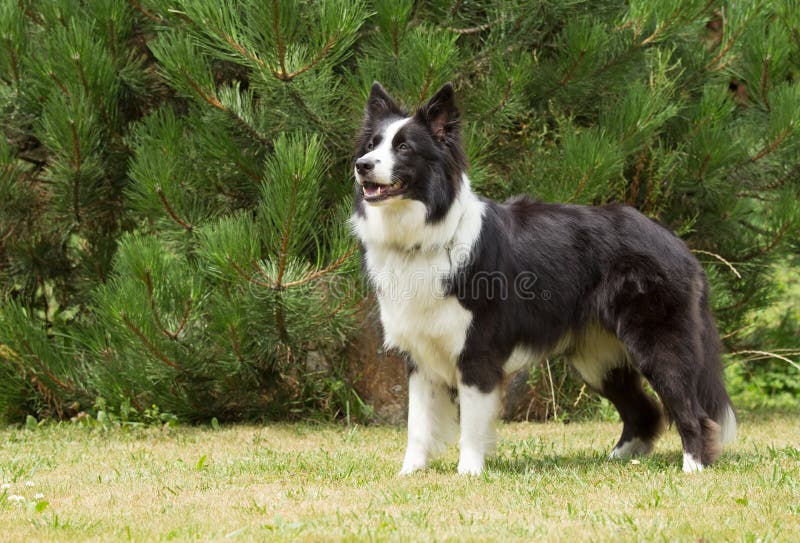 Border collie che sta sul prato inglese fotografie stock libere da diritti Border collie che sta sul prato inglese fotografie stock libere da diritti