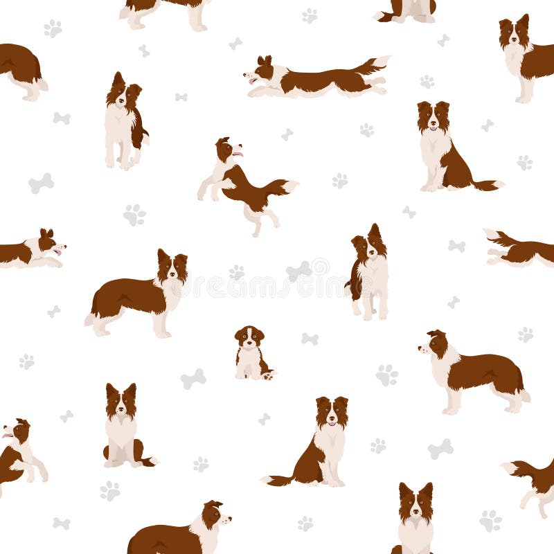 different border collie coats