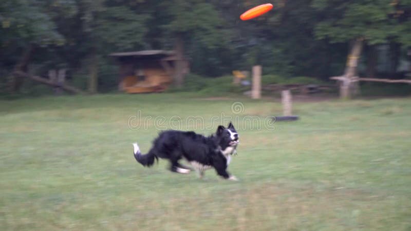 Border collie com pele branca preta corre ao longo do gramado e em capturas de um salto um frisbee alaranjado, movimento lento