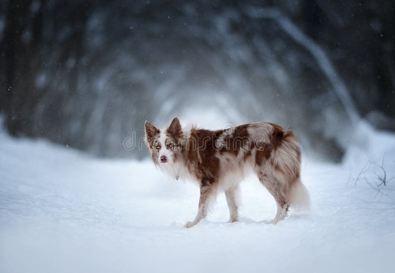 Border collie with dark winter forest behind royalty free stock photo