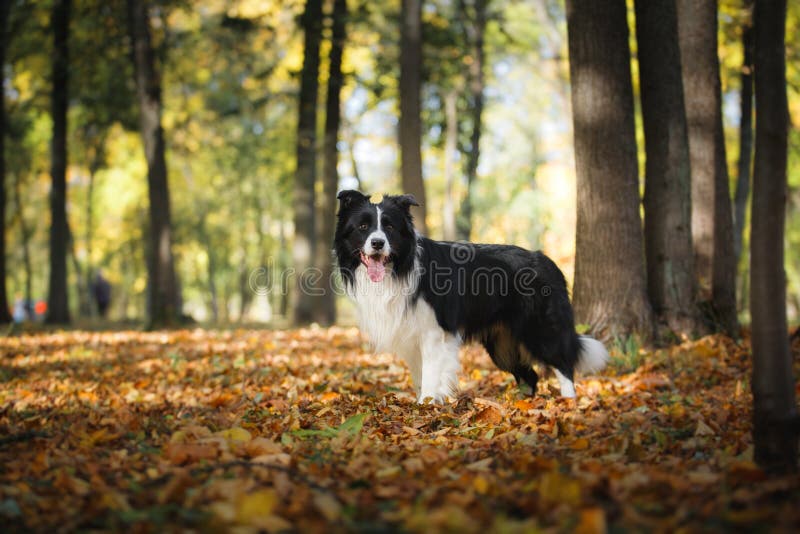 Border collie de la raza del perro fotos de archivo