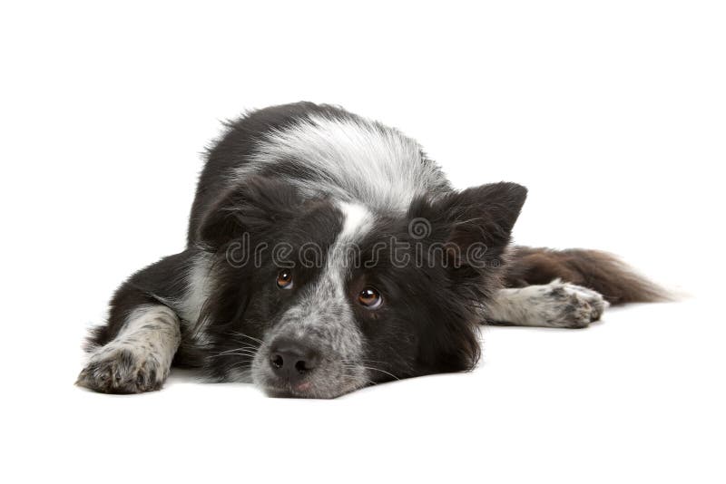 Border Collie dog royalty free stock photos