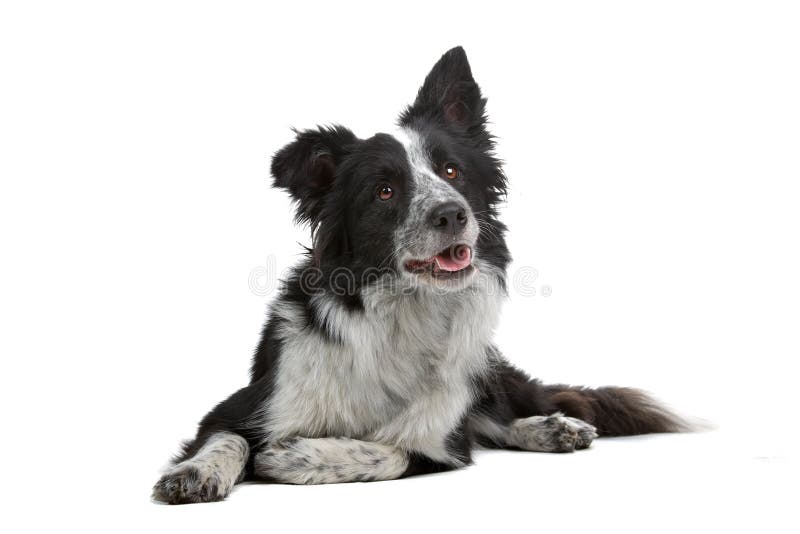 Beautiful Portrait Dog Breed Border Collie On The Brown Ground With His  Stick Stock Photo - Download Image Now - iStock