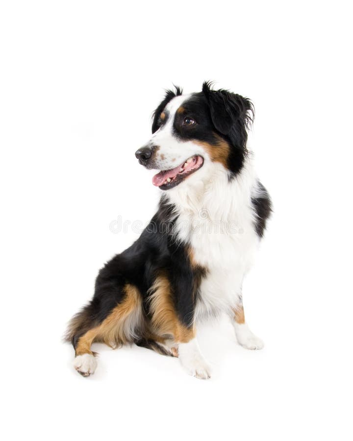 A border collie sitting on a white background. A border collie sitting on a white background