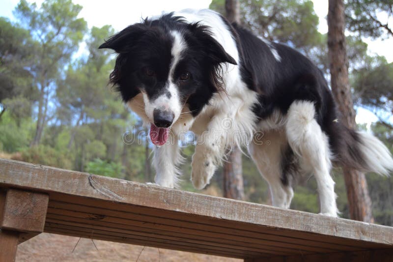 Border collie dog royalty free stock photo Border collie dog royalty free stock photo