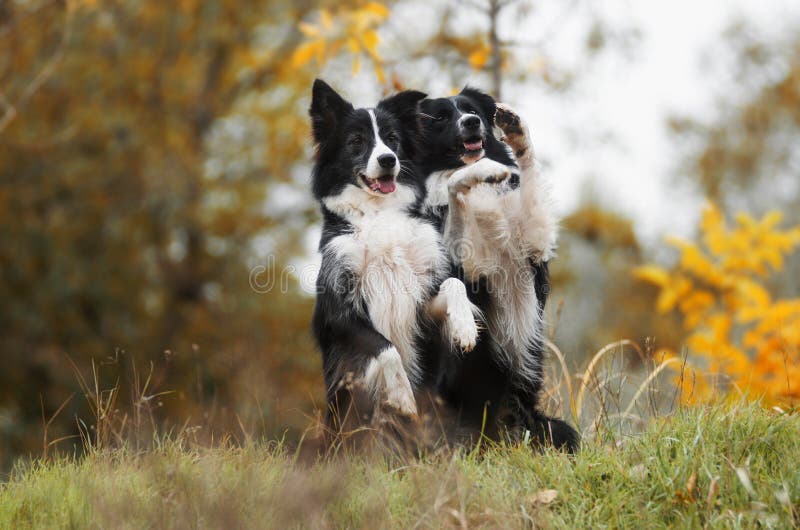 Border Collie dog stock photography Border Collie dog stock photography