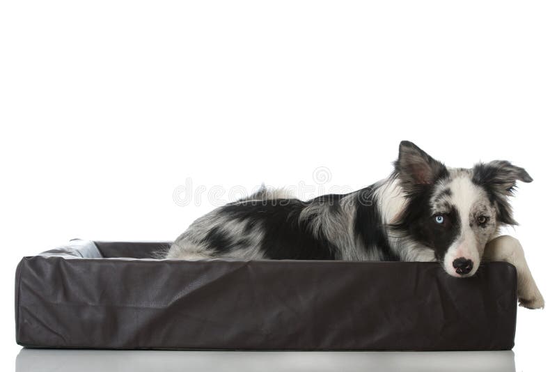 Border collie stock image. Image of happy, lying, white 59990885