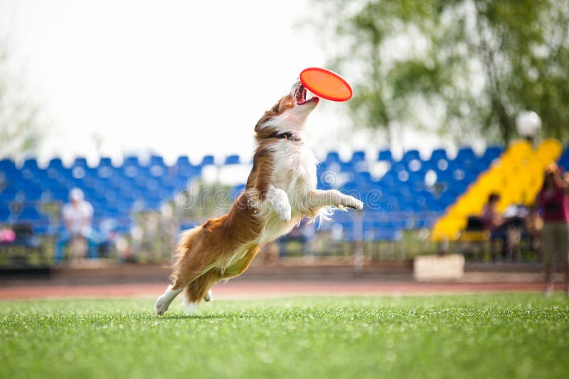 Border collie dog catching the flying disc in jump