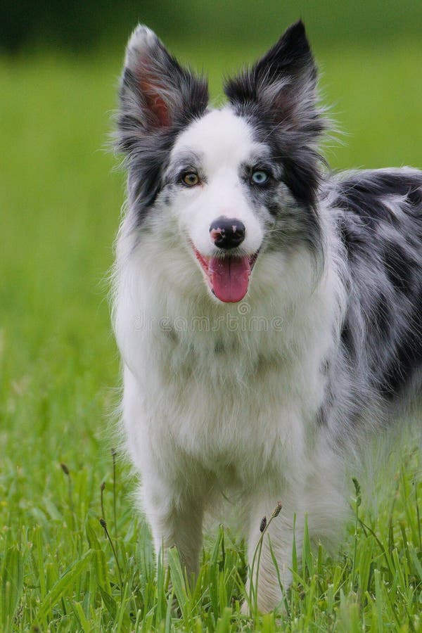 Premium Photo  A closeup shot of a spotted border collie blue merle dog  with heterochromia eyes