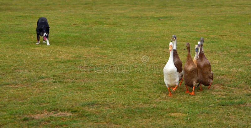 Border Collie Dog herding Indian Runner Ducks. royalty free stock photo Border Collie Dog herding Indian Runner Ducks. royalty free stock photo