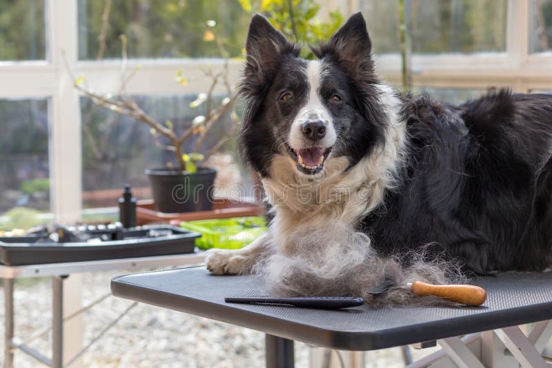 Border Collie Dog Is Lying On Grooming Table Looking At