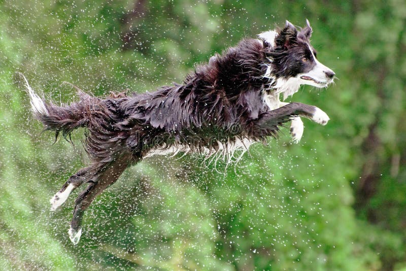 Border collie dog in midair after jumping off dock into water.