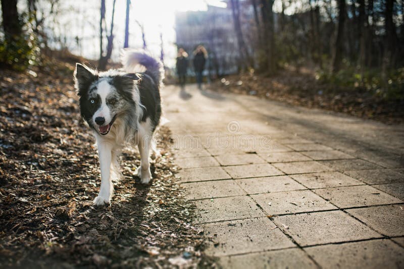 Frontiere il cane va luce del sole sul marciapiede.