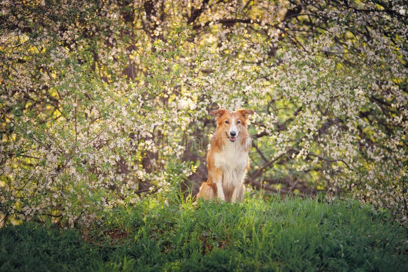 Border collie dog portrait in spring