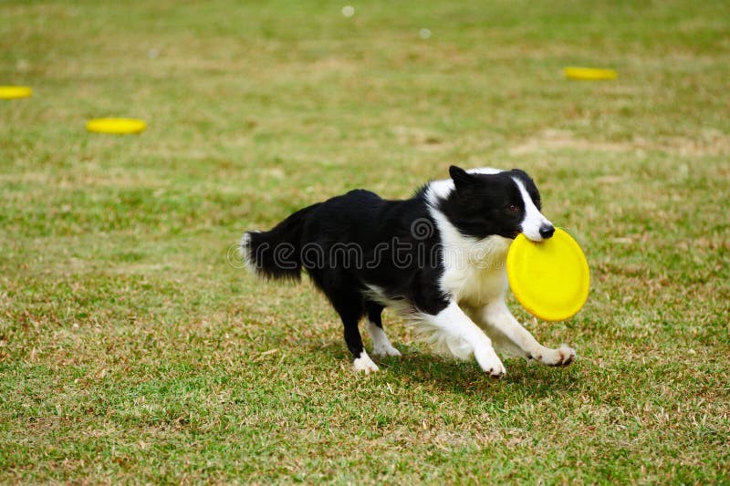 Border collie dog running royalty free stock image