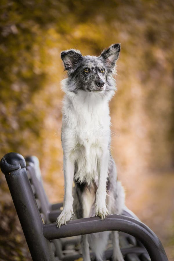 Border Collie Dog Sitting on the Bench with Yellowing Trees Blurred