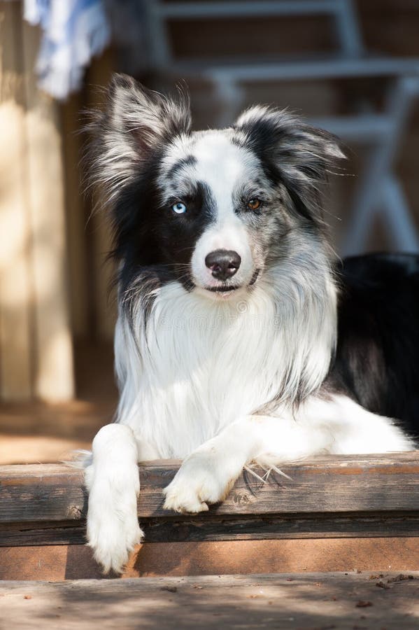 Border Collie Dog in a Summer House Stock Image Image of summer