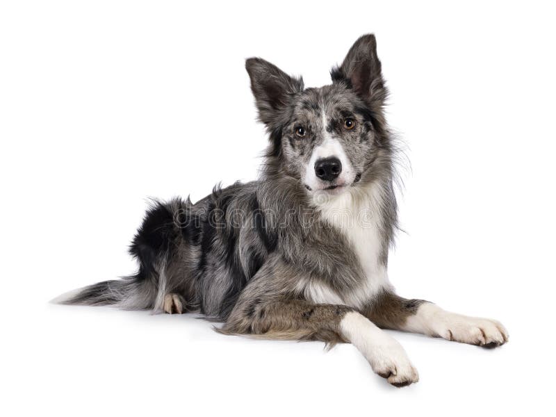 Bordr Collie Puppy Is Lying In The Garden Stock Photo, Picture and Royalty  Free Image. Image 85103562.