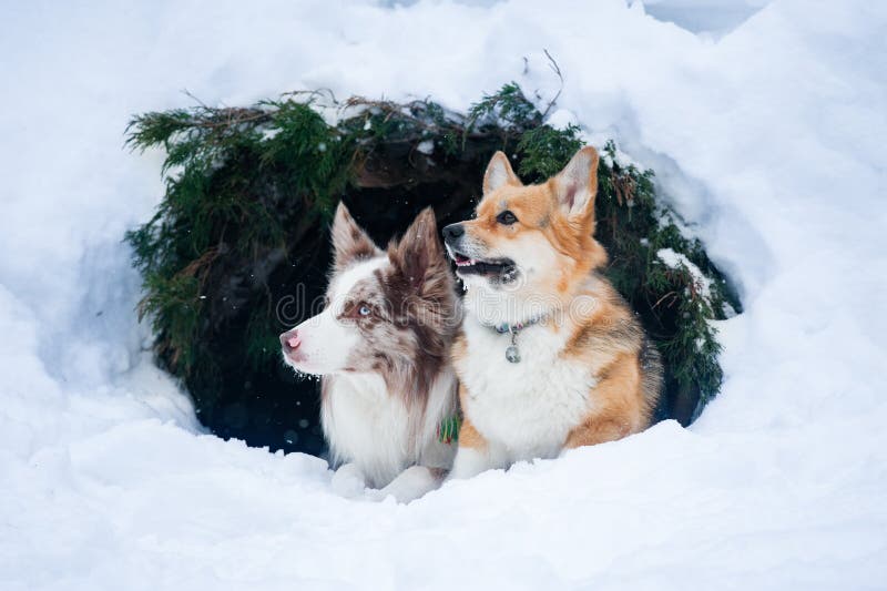 Border collie e cães do pembrock do corgie de galês que sentam outddors dentro fotos de stock royalty free Border collie e cães do pembrock do corgie de galês que sentam outddors dentro fotos de stock royalty free