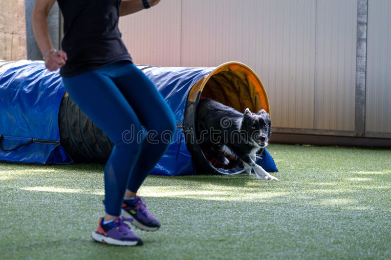 Border Collie Exits Pipe Hurdle during Indoor Agility Training. Stock