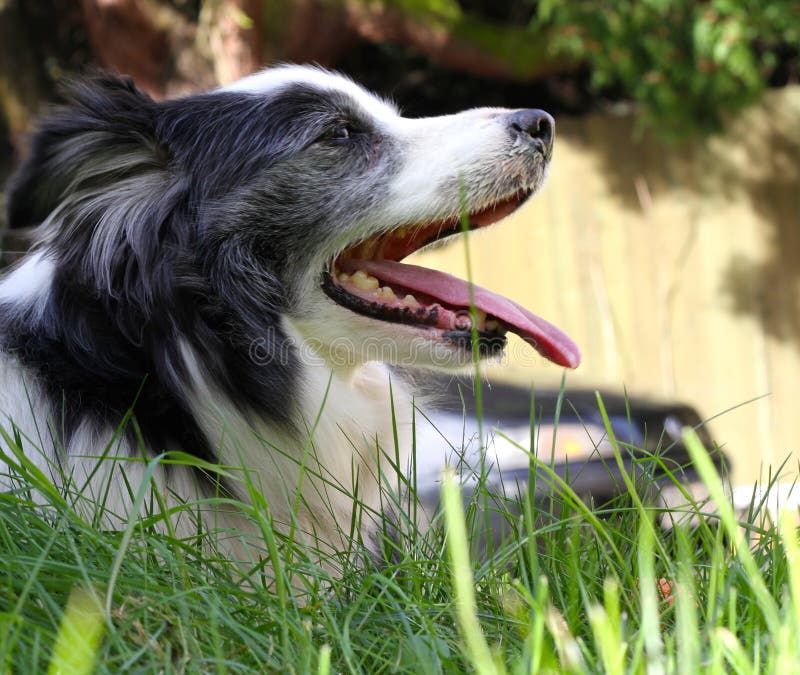 Border collie feliz fotografía de archivo Border collie feliz fotografía de archivo