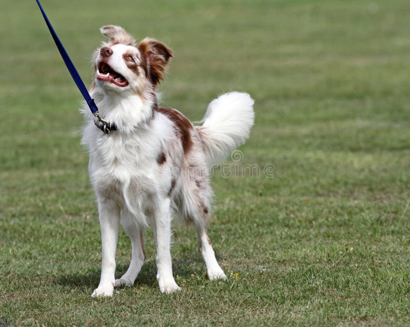 Border collie feliz alegre imágenes de archivo libres de regalías Border collie feliz alegre imágenes de archivo libres de regalías