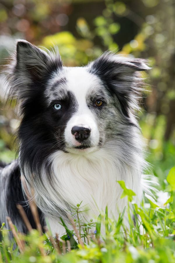 Border collie dog in a spring garden stock photography Border collie dog in a spring garden stock photography