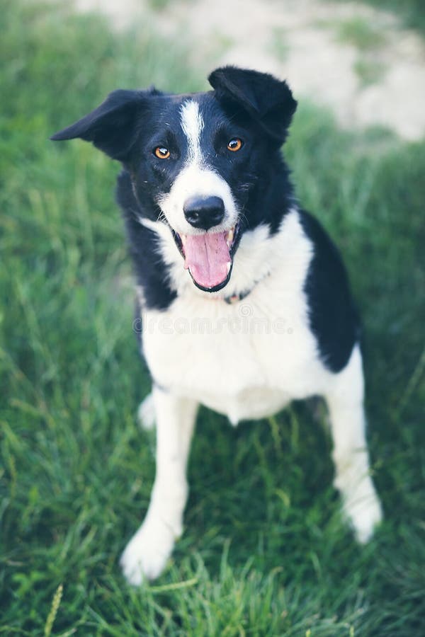 Border collie on grass stock image. Image of cross, body - 154351153