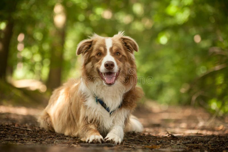 Border collie on the ground