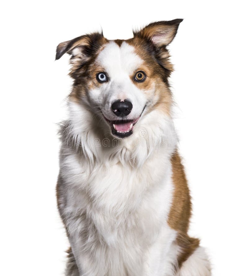 Premium Photo  A closeup shot of a spotted border collie blue merle dog  with heterochromia eyes