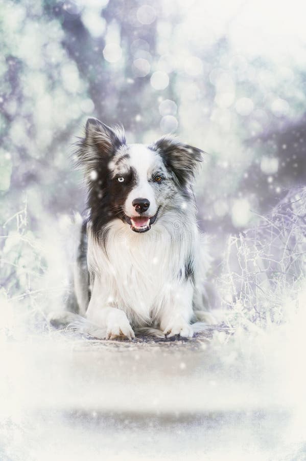 Netter Hunderandcollie, Der Im Schnee Liegt Stockbild Bild von hund