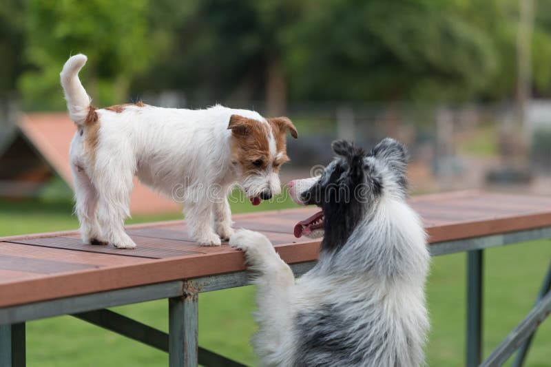 The Border Collie and Jack Russell Terrier Get Along Stock Image