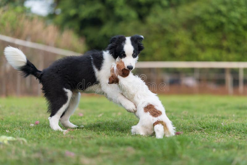 Border Collie and Jack Russell Terrier Playing in the Grass Stock Image