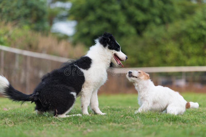 Border Collie and Jack Russell Terrier Playing in the Grass Stock Photo