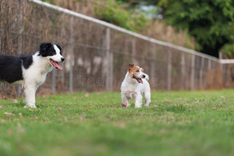 Border Collie and Jack Russell Terrier Playing in the Grass Stock Image
