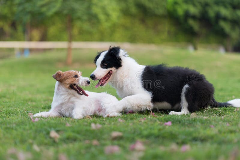Border Collie and Jack Russell Terrier Playing in the Grass Stock Photo