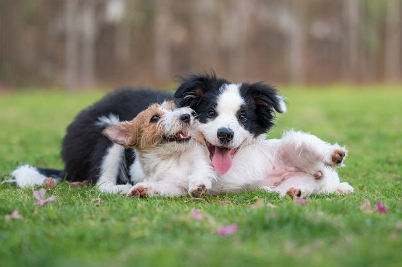 Border Collie and Jack Russell Terrier Playing in the Grass Stock Photo