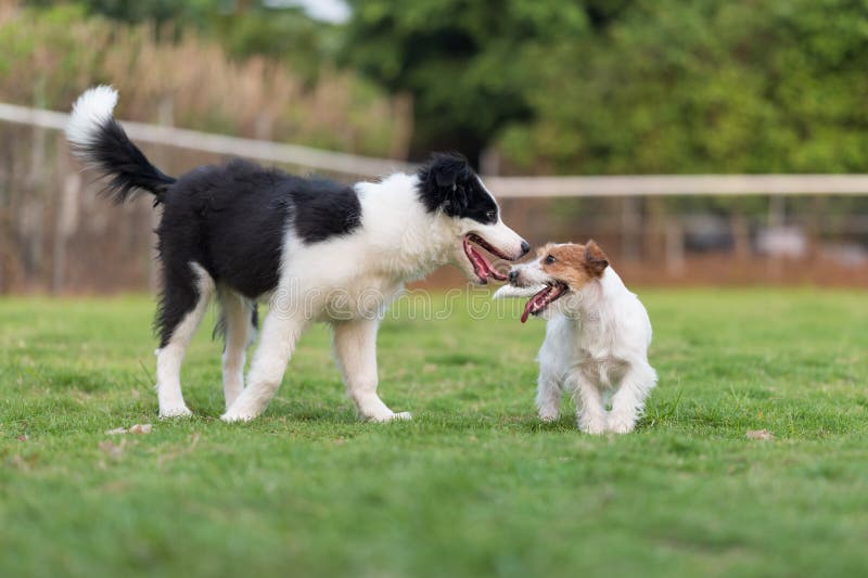 Border Collie and Jack Russell Terrier Playing in the Grass Stock Photo