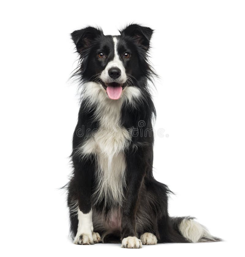 Border collie (2 Jahre alt) lizenzfreie stockbilder Border collie (2 Jahre alt) lizenzfreie stockbilder