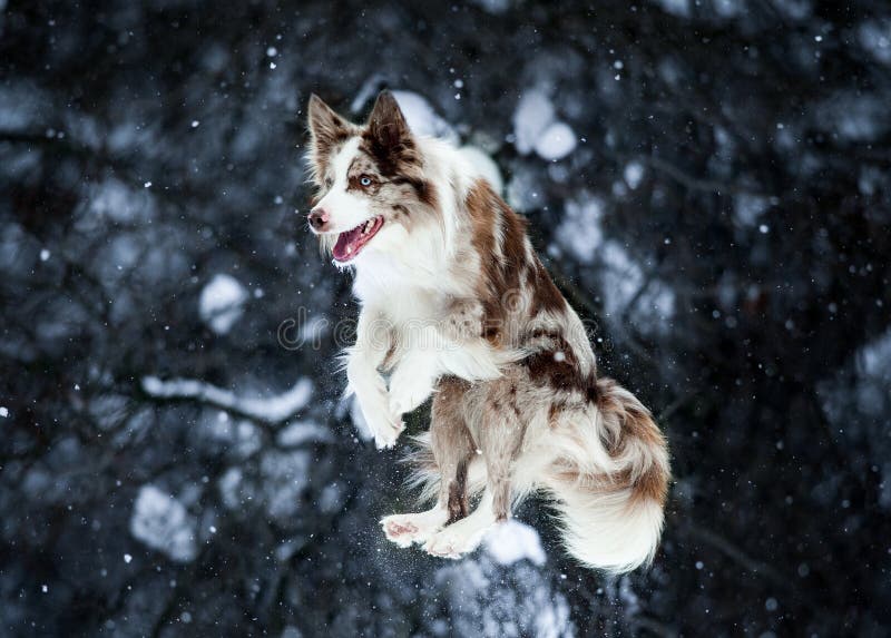 Border collie jump on winter background stock image