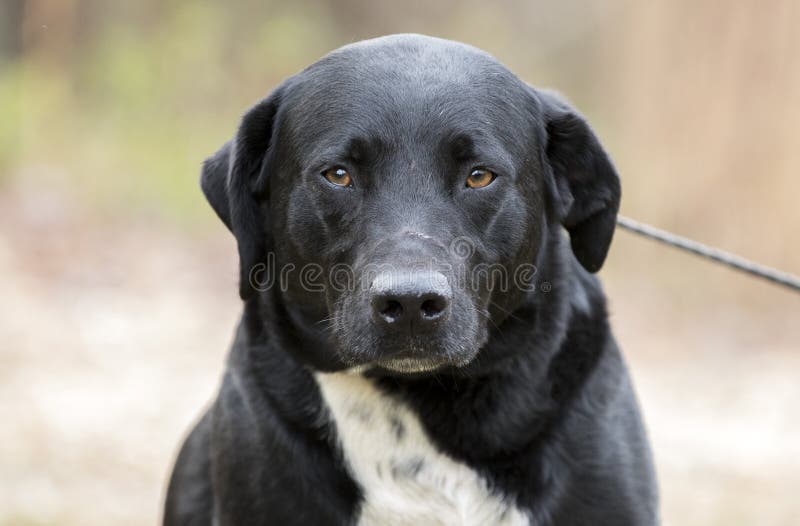 olie succes Ejendomsret Border Collie Labrador Retriever Mixed Breed Dog Stock Photo - Image of  canine, leash: 140591414