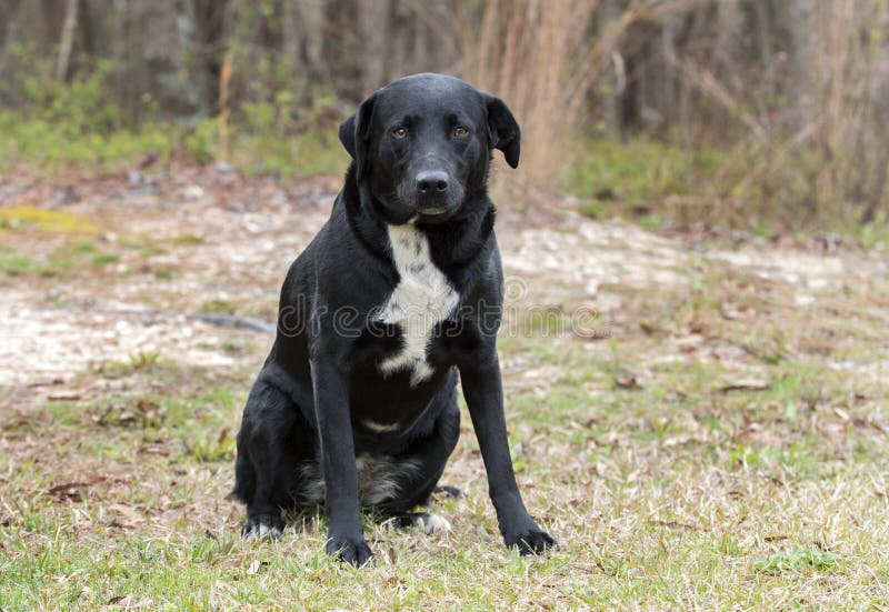 Border Labrador Retriever Mixed Breed Dog Stock Photo - Image of humane, 140591390