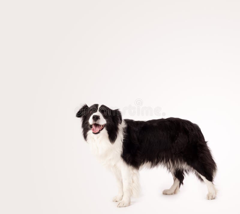 Border collie lindo con el espacio de la copia imagenes de archivo Border collie lindo con el espacio de la copia imagenes de archivo